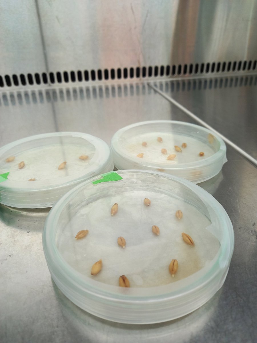 DrAndiWilson's tweet photo. #INNOFUN is giving me the same steep learning curve as my hons year! From new fungi, to insects, to plants 🌱 

Here are some germinating barley seeds I'll be using to make fungal growth media 🌾 

Just a small test to check for germination %, larger scale exp after #Fungal24! https://t.co/Gz3tRQ3DYM