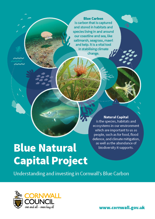 Cornwall and IoS Local Nature Partnership (@cios_nature) on Twitter photo <a href="/CornwallCouncil/">@cornwallcouncil</a>'s Blue #NaturalCapital Project has discovered that the Fal and Helford Estuary supports an astounding area of maerl at the size of nearly 900 rugby pitches!
This makes it a key UK site for this irreplaceable blue carbon habitat 💙 <a href="/CornwallCouncil/">@cornwallcouncil</a>'s Blue #NaturalCapital Project has discovered that the Fal and Helford Estuary supports an astounding area of maerl at the size of nearly 900 rugby pitches!
This makes it a key UK site for this irreplaceable blue carbon habitat 💙
