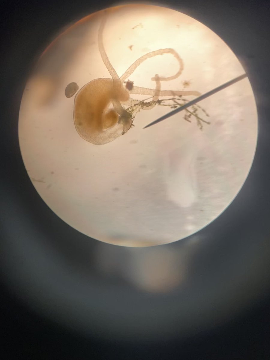 Julio Vega (@juliovegadms) on Twitter photo It’s been a fun couple days studying onion cells, cheek cells and pond water organisms under microscopes
#ScienceWithMrVega <a href="/duncan_middle/">W. B. Duncan M.S.</a> <a href="/pbcsd/">The School District of Palm Beach County</a> It’s been a fun couple days studying onion cells, cheek cells and pond water organisms under microscopes
#ScienceWithMrVega <a href="/duncan_middle/">W. B. Duncan M.S.</a> <a href="/pbcsd/">The School District of Palm Beach County</a>
