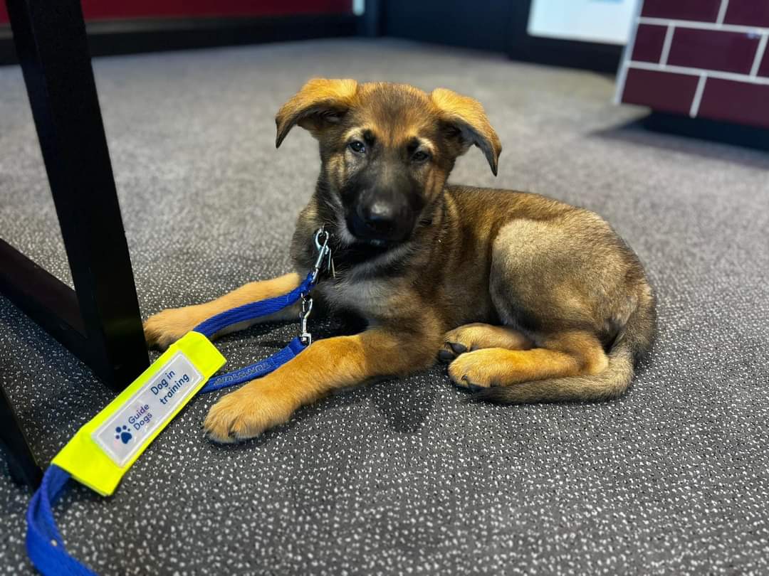 Good luck to Guide Dogs Scotland puppy raiser @soots180, as he competes in the @OfficialPDC UK Open this afternoon! 🎯 Alan and partner Amanda have recently started raising their latest guide dog puppy, a gorgeous German Shepherd called Craigie! 🐾