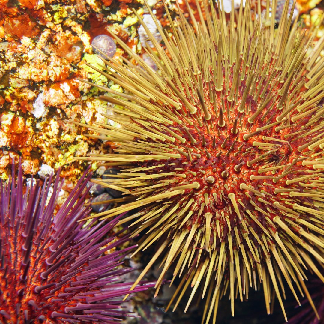 🚫Interdiction de la #pêche aux #oursins du 1er mars au 14 décembre. La nouvelle réglementation vise à préserver cette espèce emblématique qui subit un fort déclin. + d'infos : calanques-parcnational.fr/fr/actualites/…