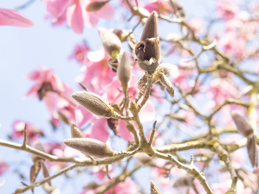 The #magnolias are blooming everywhere in London today and almost a bit of blue sky backdrop trying to break through! it must be March 💕🌸

#magnolia #springinlondon #springishere #magnoliatree #underthefloralspell #londoninspring