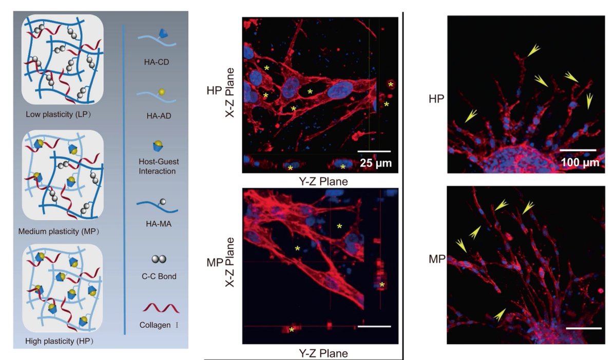 #NAVBO Member Publication Alert Hydrogels with tunable mechanical plasticity regulate endothelial cell outgrowth in vasculogenesis and #Angiogenesis Sharon Gerecht & Feng Xu groups @NatureComms 2023 @GerechtLab nature.com/articles/s4146…
