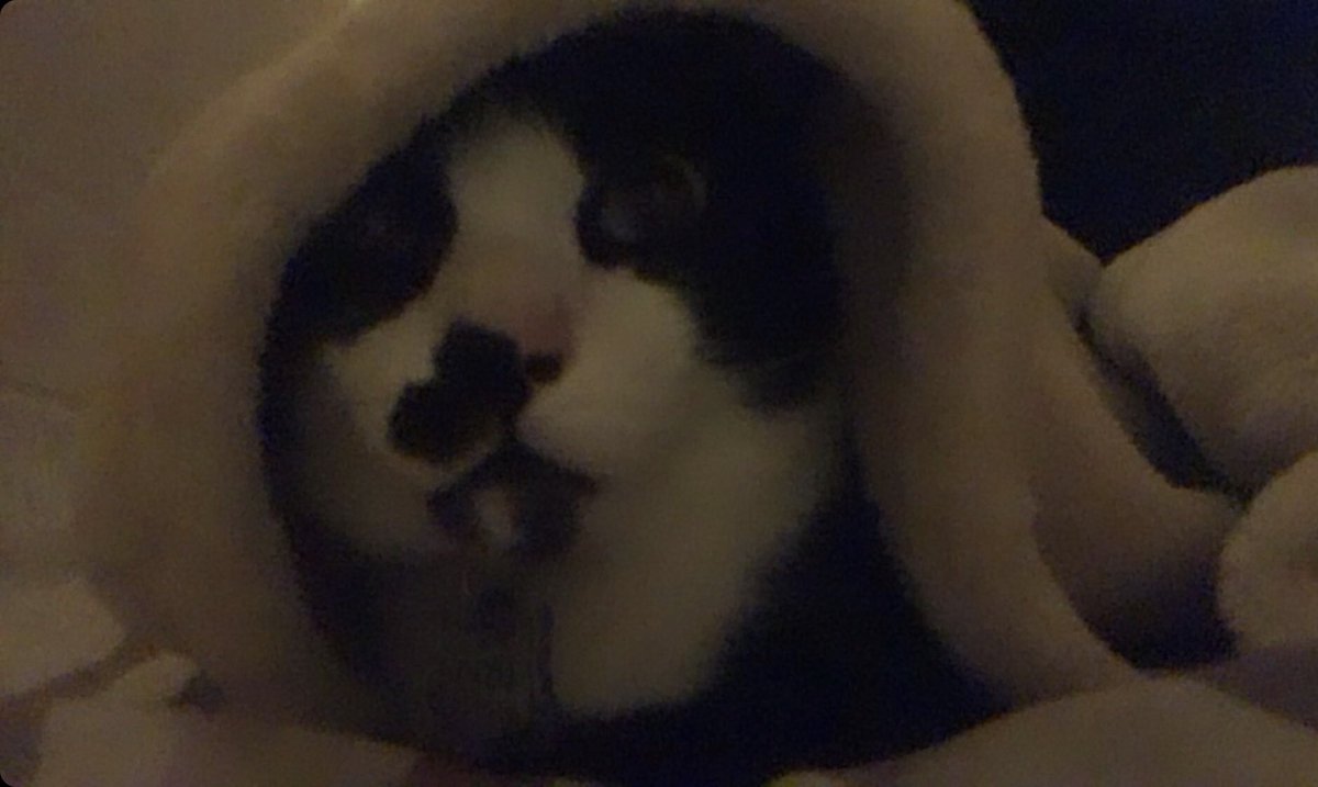 Hii~🐱