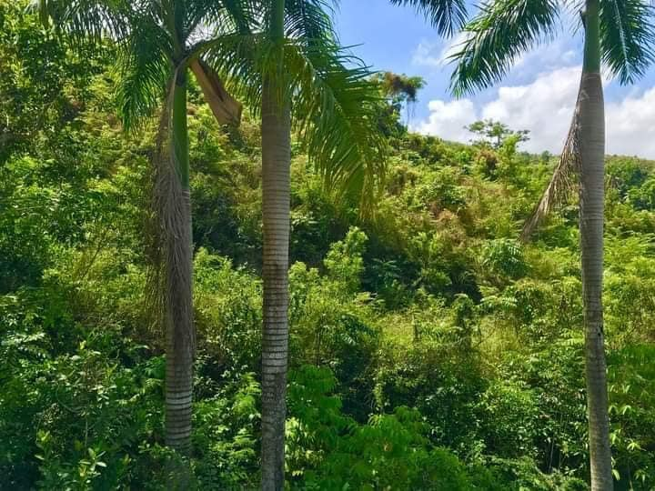 TheNancyRoc's tweet photo. #Leogane #Haiti #Fayet #Guirand https://t.co/kk7m6bmGt4