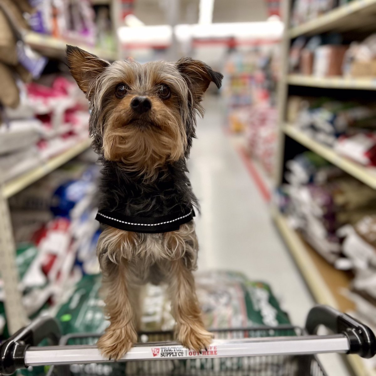 That “I know we didn’t just pass the toy isle without getting anything” look… #elderwoodfarms #elderwood #elwd #batman #batmantheyorkie #dontforgetthetoys #tractorsupply #tsc #feedrun #yorkie #yorkielife #yorkielove #yorkiegram #dog #doglife #doglovers #doglove #farm #farmlife