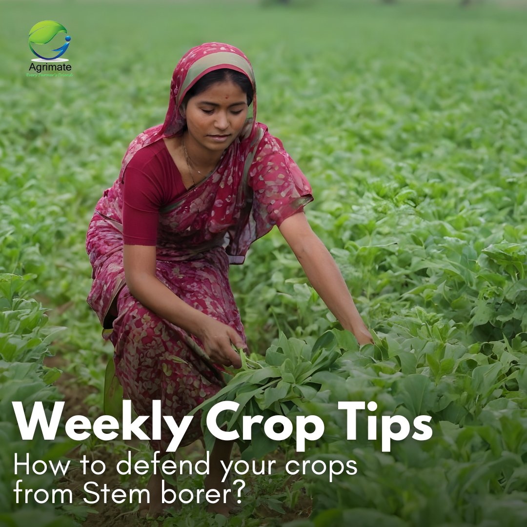 Check out our 🌾Weekly Crop Tips 🌾via Linkedin now: linktr.ee/agrimate?utm_s…