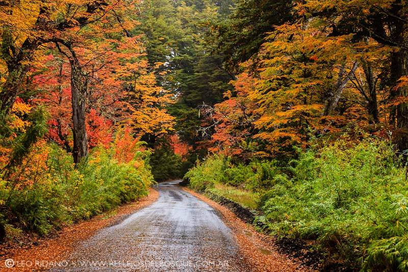 VonFonay's tweet photo. Hoy entramos en el #Otoño Meteorológico. Buen momento para comenzar a sembar en tu #HuertaUrbana Rúcula, Habas, Lechuga mantecosa, Perejil . con @SouthOrganics https://t.co/99lLcpycID
