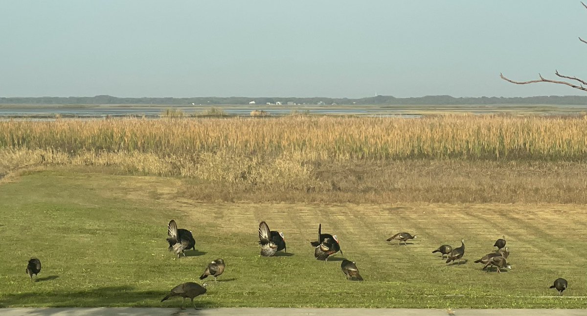 Its nearly spring here in Florida. The boys are putting on a show.. @MyFWC