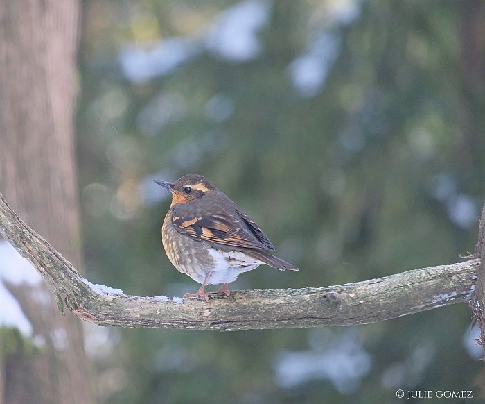 Julie Gomez tweet media