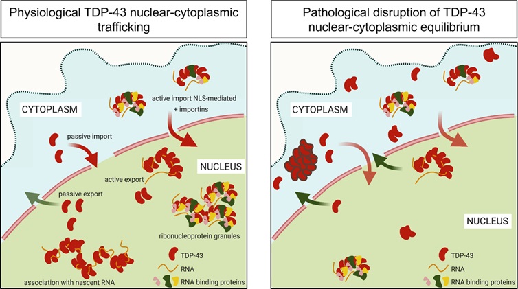PLOSBiology's tweet image. Nuclear localization of #TDP43 is crucial for its function during #RNAprocessing &amp;amp; #neurodegeneration. @AyalaLab1 &amp;amp;co show that #RNAbinding &amp;amp; macromolecular assembly, including via #LLPS, play a central role in TDP-43 nuclear retention #PLOSBiology plos.io/3v372fT