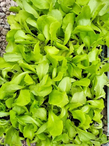 VonFonay's tweet photo. Hoy entramos en el #Otoño Meteorológico. Buen momento para comenzar a sembar en tu #HuertaUrbana Rúcula, Habas, Lechuga mantecosa, Perejil . con @SouthOrganics https://t.co/99lLcpycID