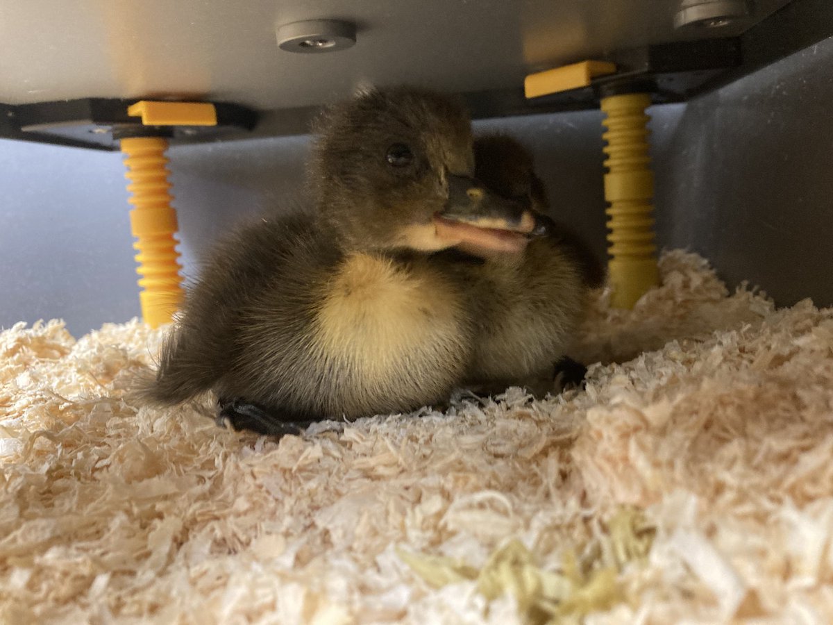 Quack, quack! 🦆 We're excited to welcome some feathery friends to the Denbigh family for the next couple of weeks! 🎉 These adorable ducklings will be waddling around and bringing some extra cuteness to our school. 🐥 Stay tuned for updates on their progress! #NewAdditions