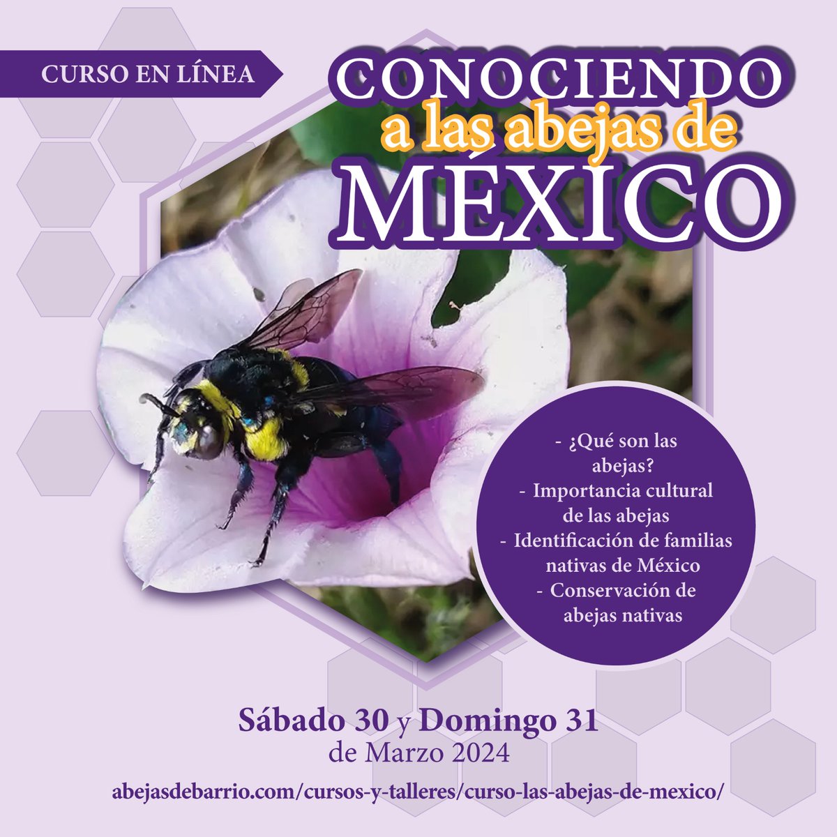 CURSO CONOCIENDO LAS ABEJAS DE MÉXICO version Online 🐝 Finalmente daré este hermoso curso de manera virtual, será los días 30-31 de marzo. Lxs interesadxs deben registrarse en este link: abejasdebarrio.com/cursos-y-talle… Les pido también den RT para compartir! 🙏🏻🐝