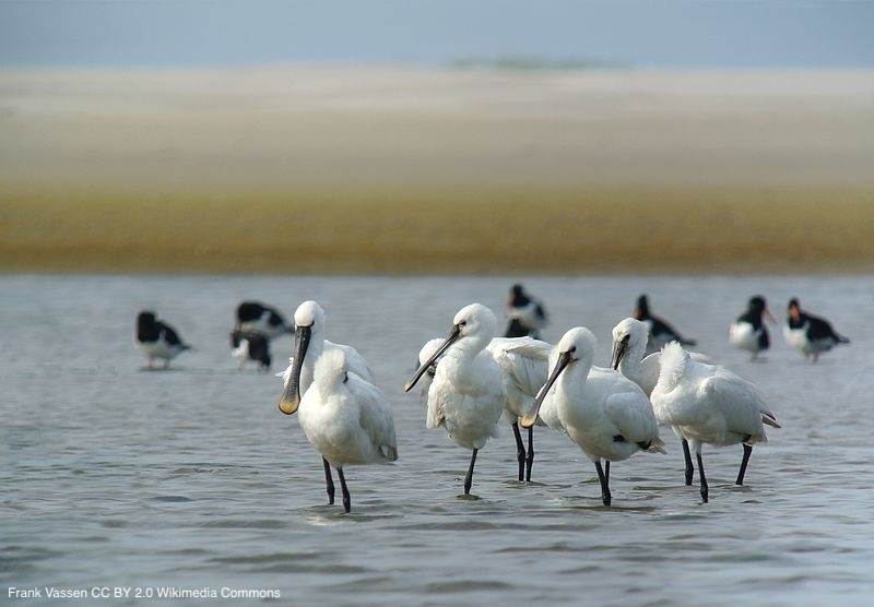 Relationship between wintering site and survival in a migratory waterbird using different migration routes | link.springer.com/article/10.100… | Oecologia | #ornithology