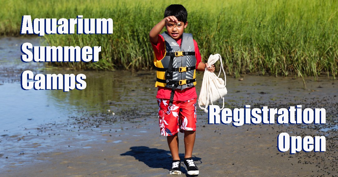 SUMMER CAMP REGISTRATION IS OPEN! Summer camps at the Aquarium are an odyssey into a world of discovery and adventure that keep young campers on the tips of their toes. Camps run mid-June to mid-August, Monday-Friday from 8:30 a.m.-3 p.m. Register: bit.ly/3KRgGrw