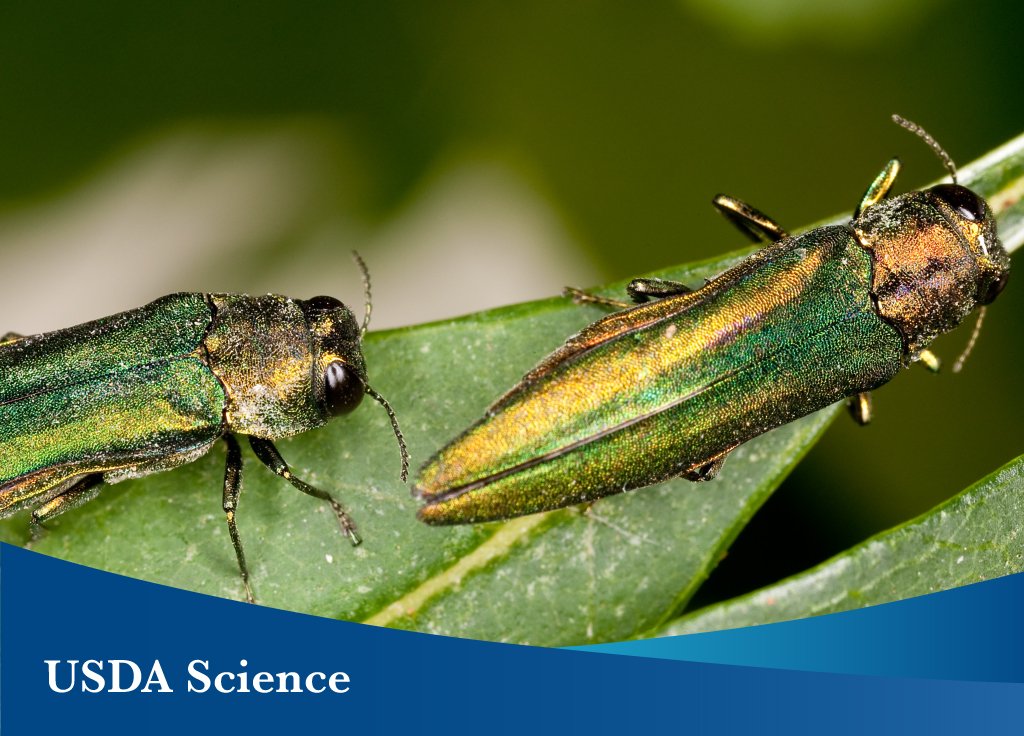 USDA_ARS's tweet image. Batter up! Can a wasp save baseball? See how ARS is working with specialized wasps that feed on the invasive Emerald Ash Borer -- an invasive beetle killing ash trees. Ash wood is the main source used in making baseball bats -- we need a home run! loom.ly/wD9OhMY #NISAW