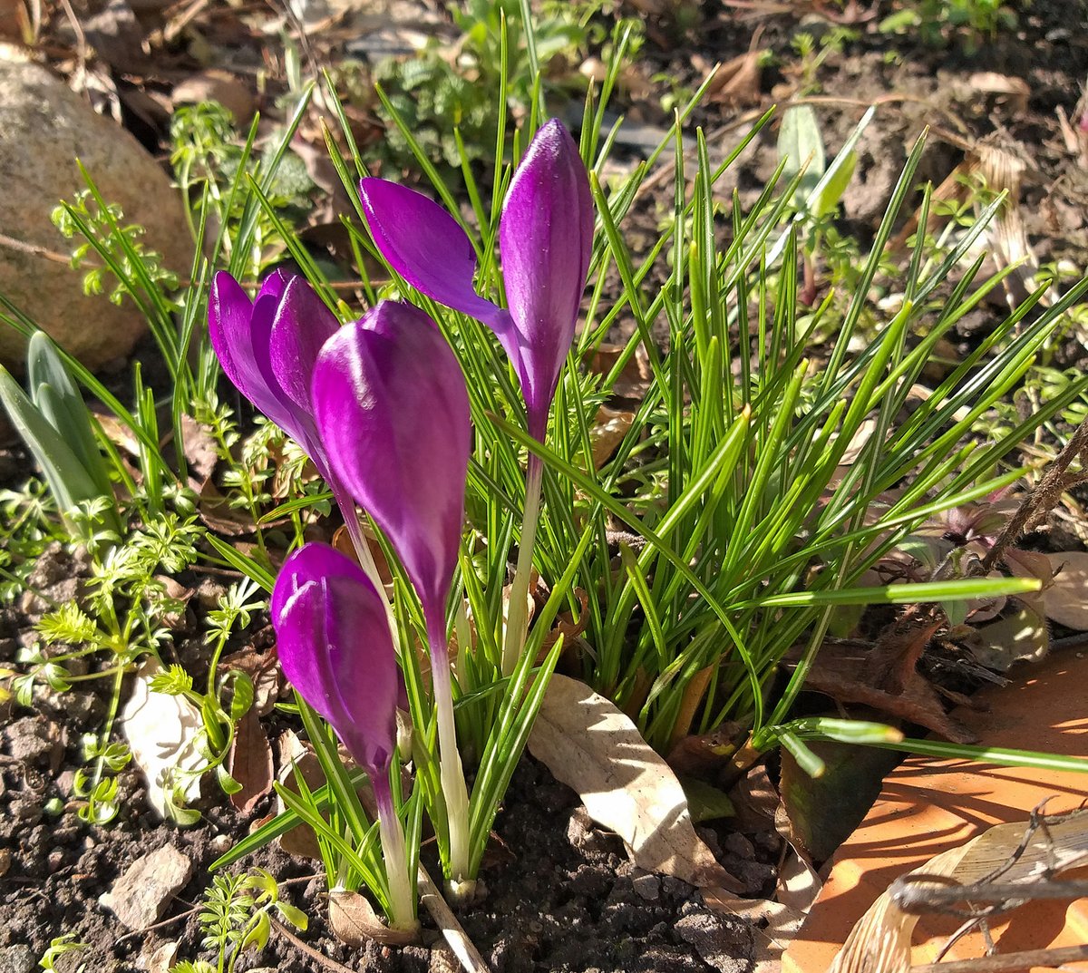 Wir möchten mit folgenden drei Hörbüchern den meteorologischen Lese-Frühling einläuten.

Deepti Kapoor - Zeit der Schuld:
dzblesen.de/library/catalo…
Elif Shafak, Elif - Das Flüstern der Feigenbäume:
dzblesen.de/library/catalo…
Jessica Durlacher - Die Stimme:
dzblesen.de/library/catalo…