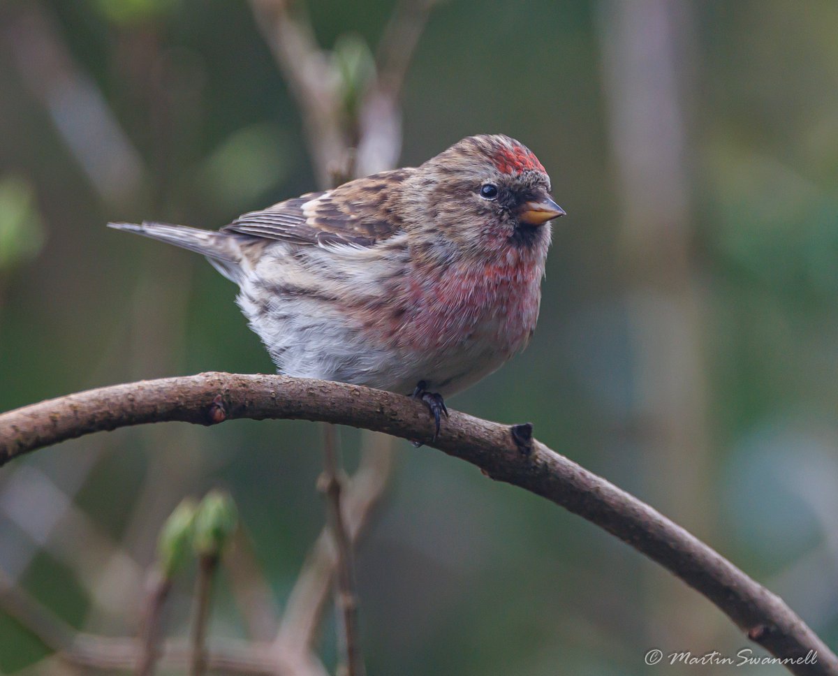 Martin Swannell (@alanthetortoise) on Twitter photo Redpoll #Northantsbirds One of 4 birds which have been regulars at the feeders of our friends in Nether Heyford for several weeks.
<a href="/barbeldave/">David Smith</a> <a href="/bonxie/">Mike Alibone</a> @jcbirder Redpoll #Northantsbirds One of 4 birds which have been regulars at the feeders of our friends in Nether Heyford for several weeks.
<a href="/barbeldave/">David Smith</a> <a href="/bonxie/">Mike Alibone</a> @jcbirder