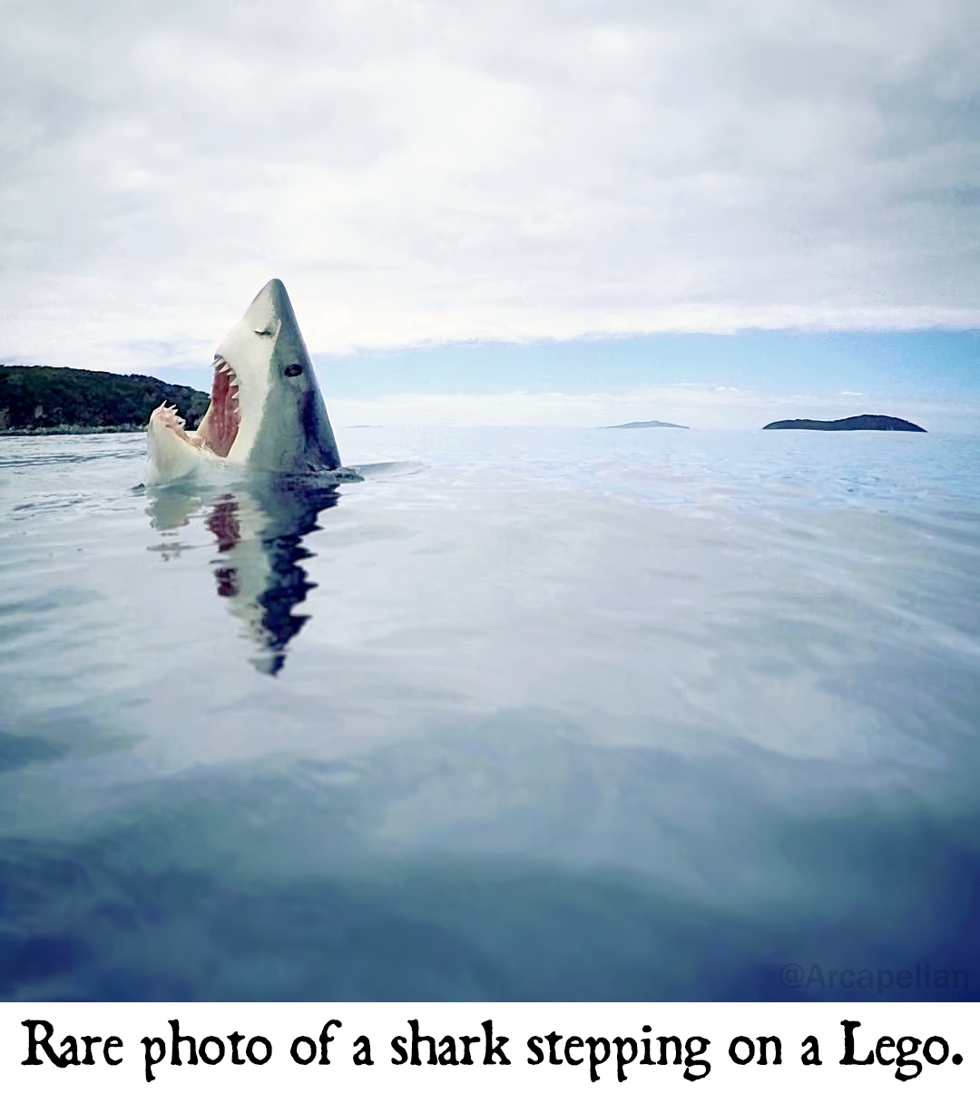 Shark step lego sale