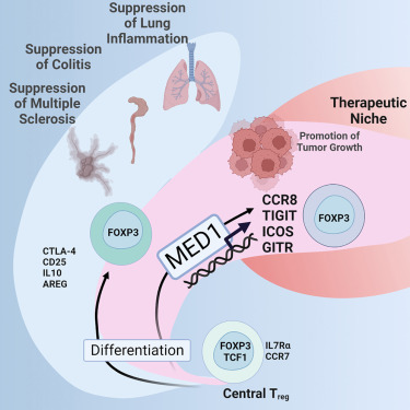 Unique paths of differentiation for T regulatory cells between malignant and non-malignant inflammation, which are regulated by mediator complex subunit 1 <a href="/CellRepMed/">Cell Reports Medicine</a> 
cell.com/cell-reports-m…