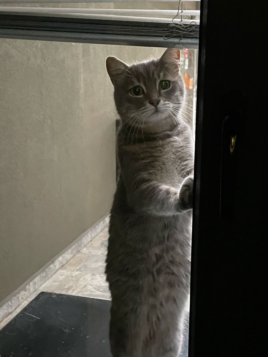 Evlere girmek için kapıda bekliyor..ona ömürlük yuvasını açacak ailesini bulur muyuz? 
1-2 yaşlarında kısır dişi aşırı mırıl mırıl sevgi dolu 
İstanbul