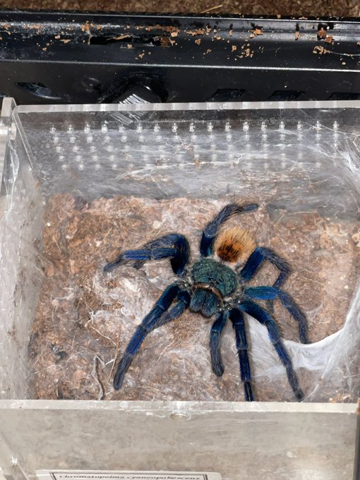 Gonna flag these as sensitive for anyone who doesn&rsquo;t like spiders! But we rehoused our green bottle blue<a href="/tag/thelastleg"class="tags"><span>#thelastleg</span></a>