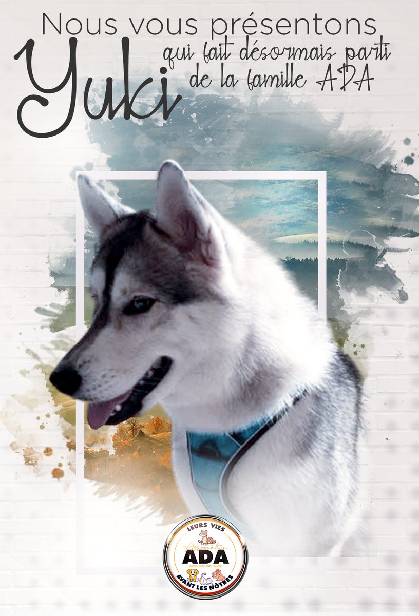 Bonjour à toutes et à tous,
C'est avec beaucoup d'émotion que je vous présente la petite R'yuki qui vient de rejoindre la famille. Au jour d'aujourd'hui nous avons une énorme pensé pour son maître qui à du faire sa cession.
Merci à notre fa de prendre soin d'elle.