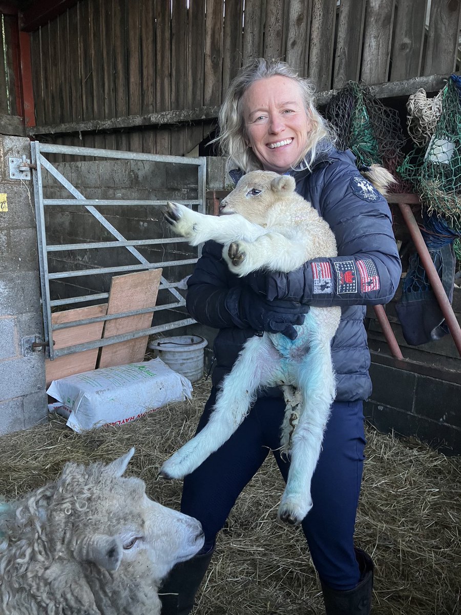 Latest addition to the flock Grey Face Dartmoor x Wiltshire Horn x Texel ewelamb for keeps @WelshLamb_PGI @SmallholdersUK