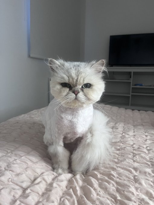 Myself and @SuttonBStracke having matching Persian cats called Prince makes a lot of sense 👸🏼 #rhobh<a class="tags" target="_blank" title="On Twitter" href="/?out=eyJ0eXAiOiJKV1QiLCJhbGciOiJIUzUxMiJ9.eyJpYXQiOjE3MjUyNzg5MzAsImlzcyI6InR3cG9ybnN0YXJzLmNvbSIsIm5iZiI6MTcyNTI3ODkzMCwiZXhwIjoxNzU2ODE0OTMwLCJyZWRpcmVjdF91cmwiOiJodHRwczovL3R3aXR0ZXIuY29tL1N1dHRvbkJTdHJhY2tlIn0.cSCIcOYkNKjXcF9_KiYA7nj0zSCbQC6hJsQ4Emyg6N97aEfs6iOnvHA4pGhfhh4TWFqL49SI9pQYV3upMhyDeg">@SuttonBStracke</a><a href="/tag/rhobh"class="tags"><span>#rhobh</span></a>