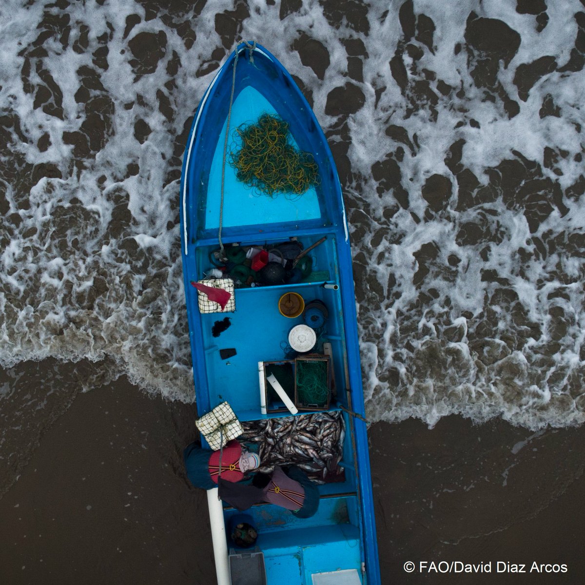 Fisheries & Aquaculture (@faofish) on Twitter photo Addressing #ClimateChange impacts on #fisheries & #aquaculture requires robust mitigation & adaptation strategies.
<a href="/FAOFish/">Fisheries & Aquaculture</a> supports Members in this mission.
Discover our tools, products, & projects for coping with climate change impacts 👉 bit.ly/3rdSNTv Addressing #ClimateChange impacts on #fisheries & #aquaculture requires robust mitigation & adaptation strategies.
<a href="/FAOFish/">Fisheries & Aquaculture</a> supports Members in this mission.
Discover our tools, products, & projects for coping with climate change impacts 👉 bit.ly/3rdSNTv