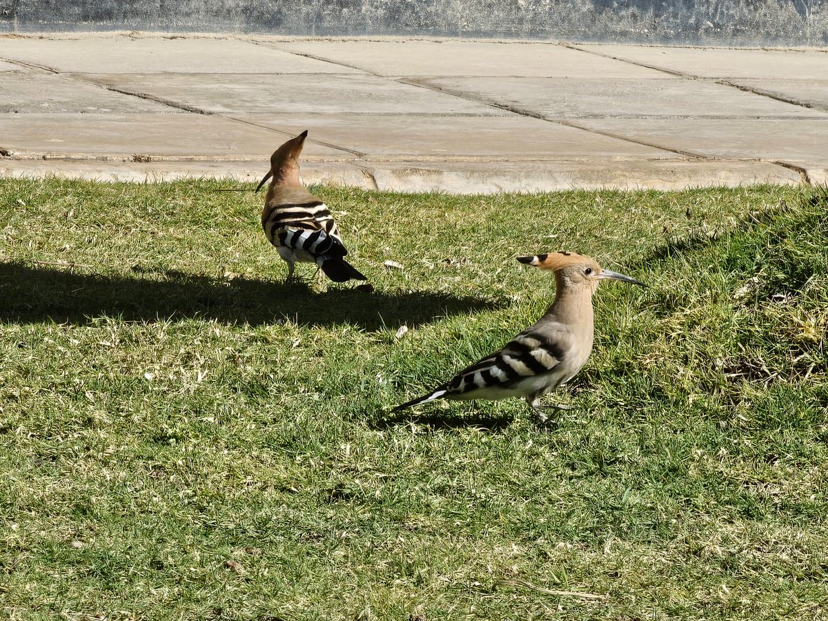مرحبا الهدهد!