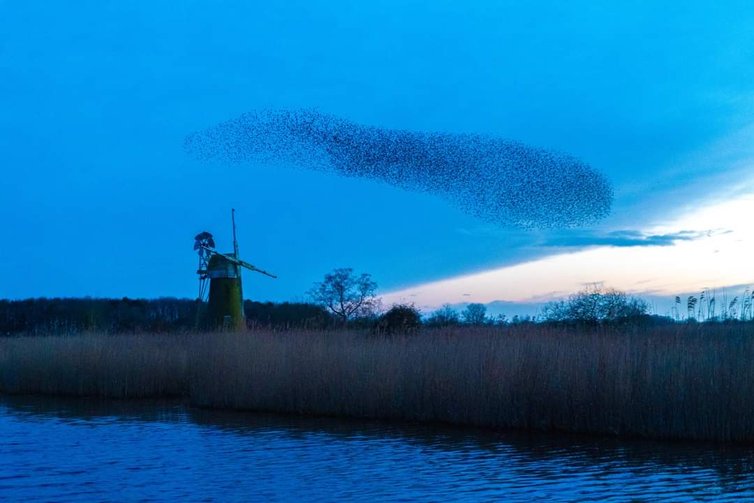 An awsome evening at the stunning How Hill, definitely one of the most iconic Norfolk places. Tonight the Bitterns boomed while the starlings did their murmuration overhead. It was incredible and the sound of their wings... oh evenings like this!!! ##starlingmurmuration #Norfolk