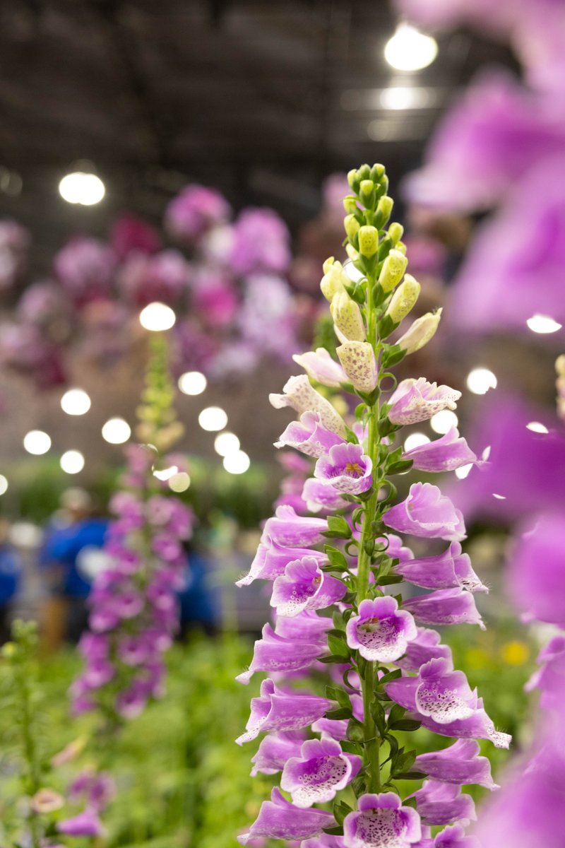 Tomorrow. You have to see it to believe it. Enjoy these sneak peeks of the 2024 #PhiladelphiaFlowerShow 🌸 🎟️ bit.ly/49XngpT