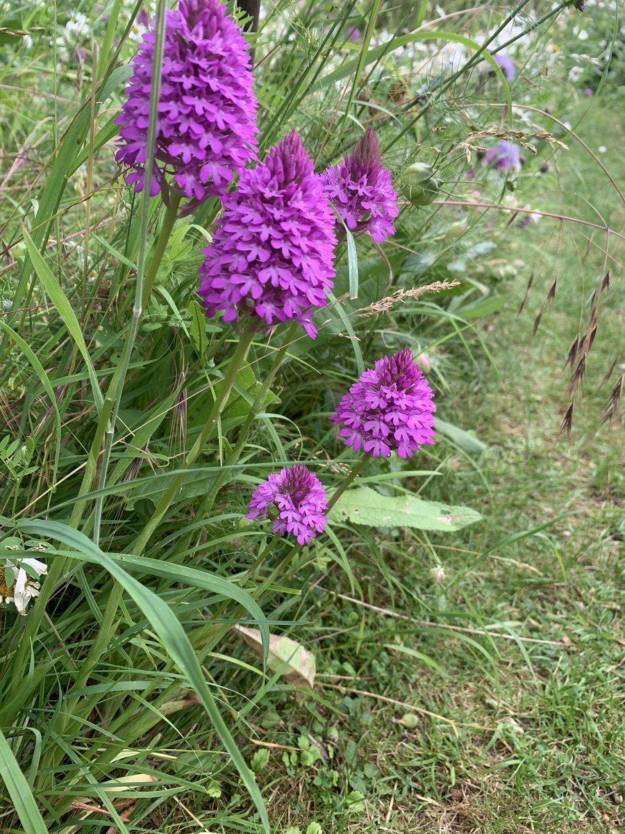 @_JoelAshton @LGSpace @WarrenFarmNR @IoloWilliams2 @_BCT_ @BDSdragonflies @PTES @Buzz_dont_tweet @froglifers @NHM_London @CarolKlein Leave your mower in the shed and you might just end up with orchids in your meadow. We now have well over 100 in a 15 year old meadow and it brings so much joy!