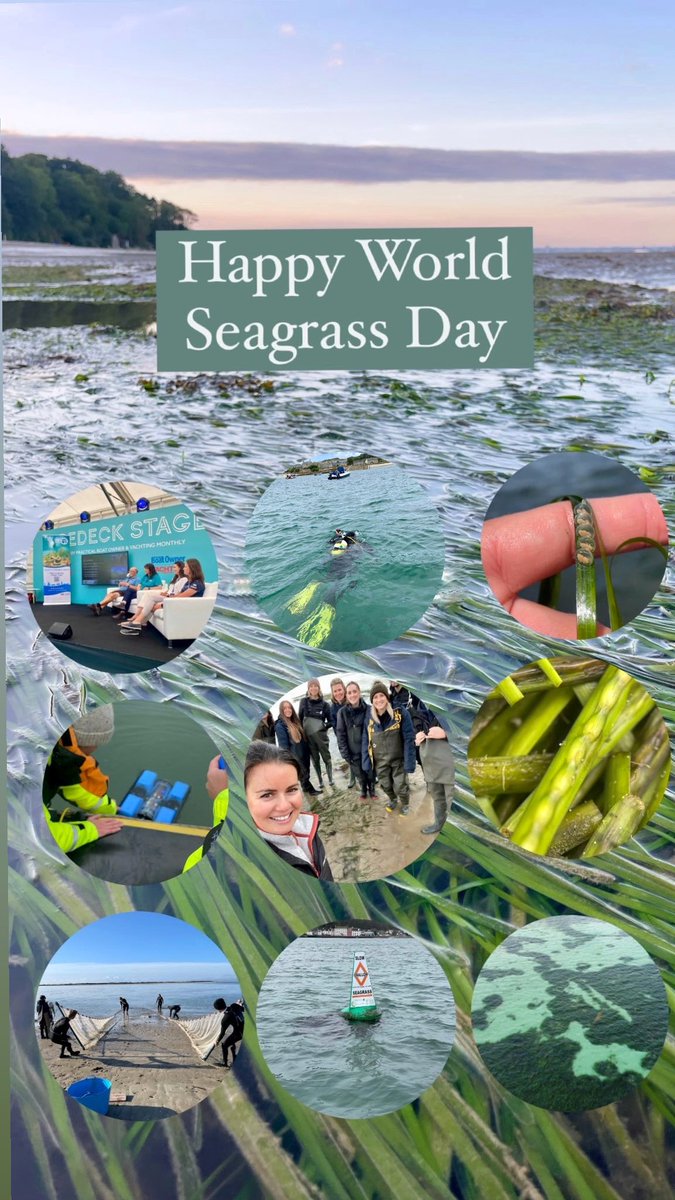 Happy #worldseagrassday 🌱 Exciting continuation of seagrass research and restoration in The Solent and Isle of Wight and celebration of the many elements that make up this work! #solentseagrass #marinehabitats #generationrestoration