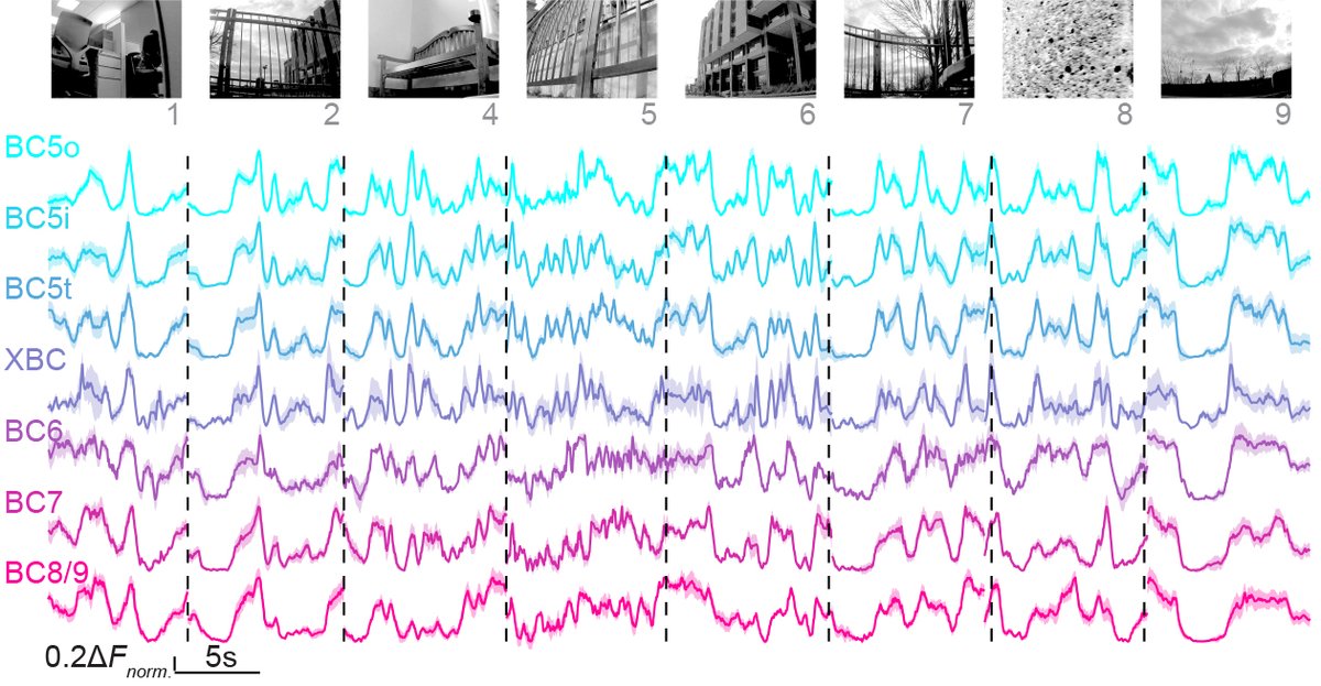 In a new study led by Emily Hsiang and <a href="/NingShenStella/">NingShen</a> , we uncover parallel pathways for spatial and temporal information of naturalistic stimuli, respectively, in the early visual system. rdcu.be/dz5g7