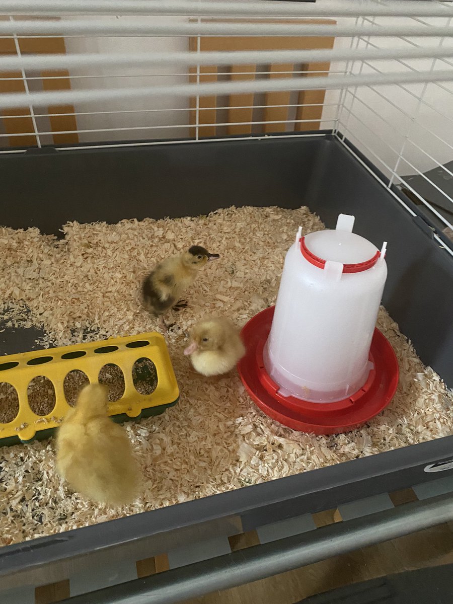 RTPS_EYFS tweet media