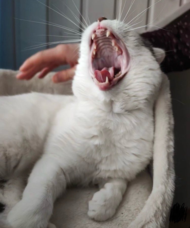 Est-ce que je baille? Est-ce que je rugis? Allez savoir! 😸 Bon week-end les bipèdes! Et en Suisse, n’oubliez pas d’aller voter dimanche, si ce n’est pas encore fait 😽🇨🇭