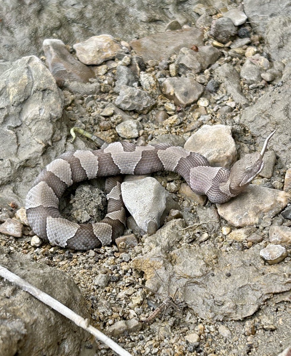 My father came across this snake while fossil collecting in a creek near Fort Worth, Texas. I wonder if it’s eating a lizard or another snake?