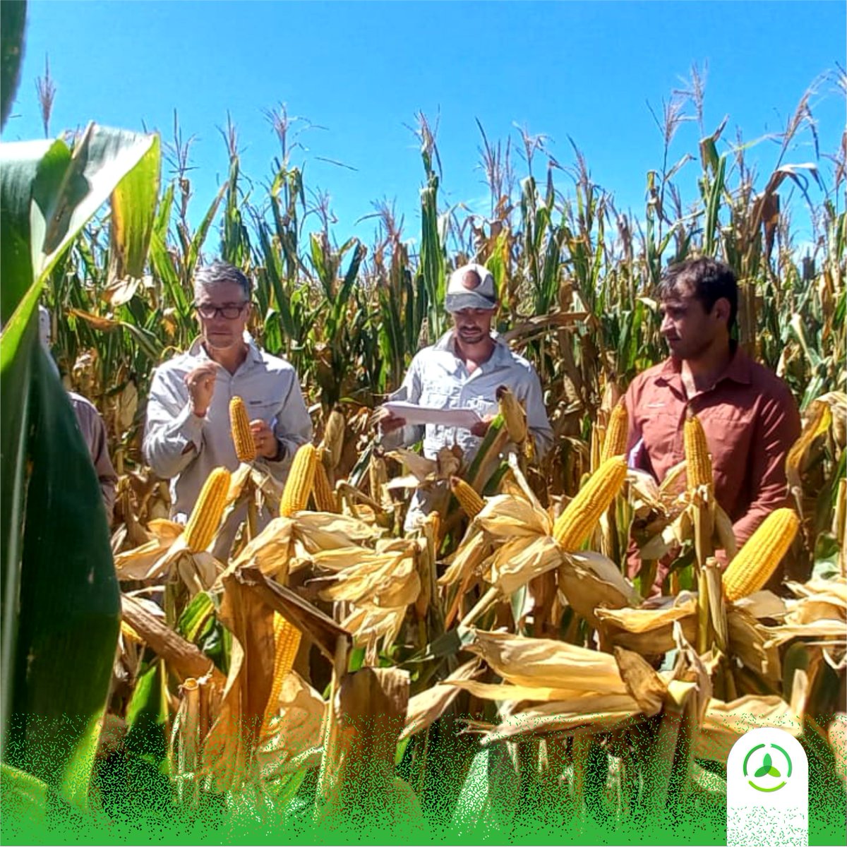 AgroconsultorSA's tweet photo. Con @CortevaARG  y MSU compartimos una recorrida por ensayos en las localides de Santa Isabel (SF) y Gral. Pintos (BA).

🎯🌽ECR 🌽🎯

Un encuentro E X C E L E N T E 💯

#AgriculturaConTodo https://t.co/b2mz5Axu7J
