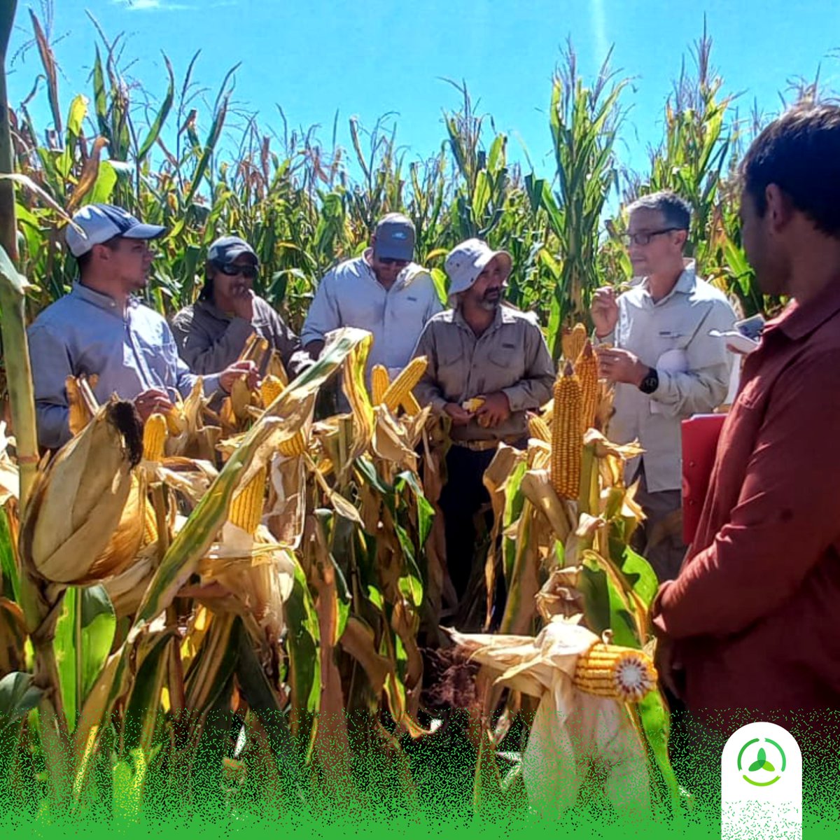 AgroconsultorSA's tweet photo. Con @CortevaARG  y MSU compartimos una recorrida por ensayos en las localides de Santa Isabel (SF) y Gral. Pintos (BA).

🎯🌽ECR 🌽🎯

Un encuentro E X C E L E N T E 💯

#AgriculturaConTodo https://t.co/b2mz5Axu7J