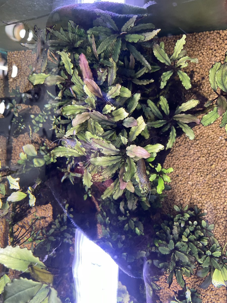 歴戦の酷使レジェンドスポンジ遂に殉職。
水換えで水位下がってなんとなくブセ撮ってみた。