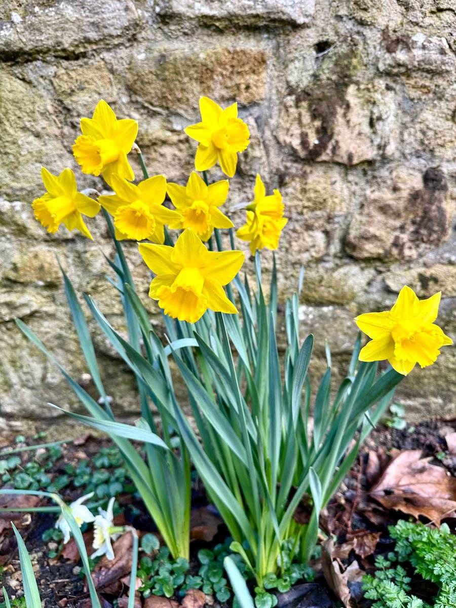 Some daffs for St David’s Day, and a thread for the day from a few years ago with some top shelf Welsh content. Dydd Gŵyl Dewi Hapus