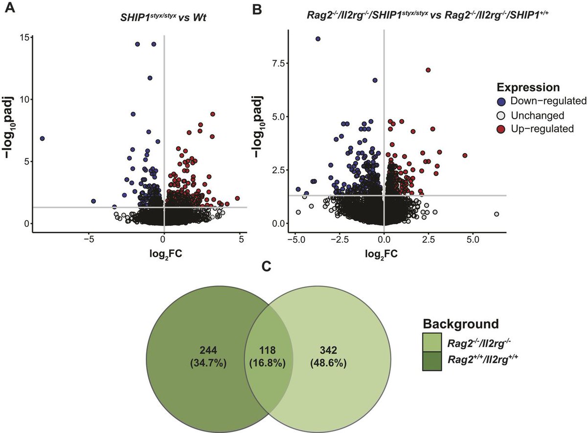 LifeScienceAlliance (@lsajournal) on Twitter photo SHIP1 plays a cell-intrinsic role in osteoclast function and development, yet skeletal growth retardation in SHIP1-deficient mice is dependent on lymphocyte-induced inflammation <a href="/Fatem3hSa/">Fatemeh Safari</a> <a href="/PhilippeKrebs1/">Philippe Krebs</a> <a href="/igmp_unibern/">Institute of Tissue Medicine and Pathology</a> <a href="/uniBern/">Universitรคt Bern</a>
hubs.la/Q02m1Lbj0 SHIP1 plays a cell-intrinsic role in osteoclast function and development, yet skeletal growth retardation in SHIP1-deficient mice is dependent on lymphocyte-induced inflammation <a href="/Fatem3hSa/">Fatemeh Safari</a> <a href="/PhilippeKrebs1/">Philippe Krebs</a> <a href="/igmp_unibern/">Institute of Tissue Medicine and Pathology</a> <a href="/uniBern/">Universitรคt Bern</a>
hubs.la/Q02m1Lbj0