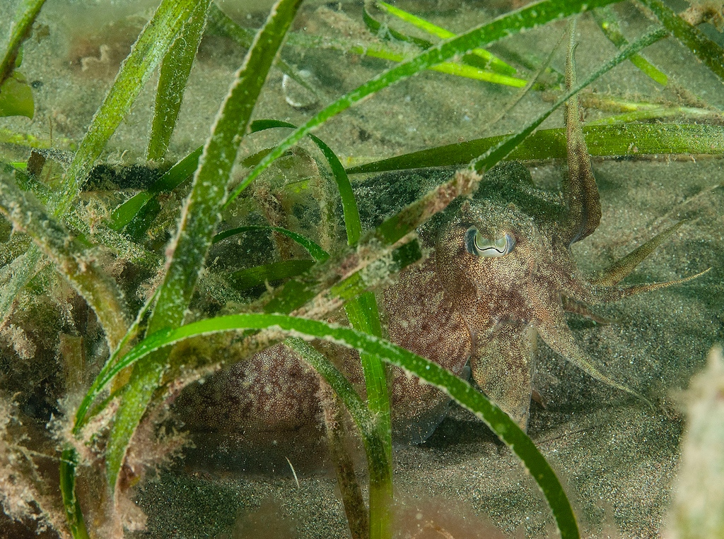 cuttle_cons's tweet image. It's #WorldSeagrassDay! Seagrass is a really important habitat for #cuttlefish, offering a place for them to lay their eggs! 

📸 @paulnaylormarinephoto