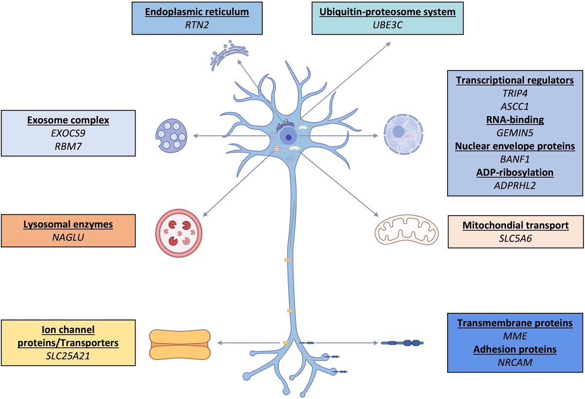 In this letter to the editor, Cakar et al. analyse the novel or nano-rare genetic causes of paediatric-onset motor neuronopathies. shorturl.at/pvEG3