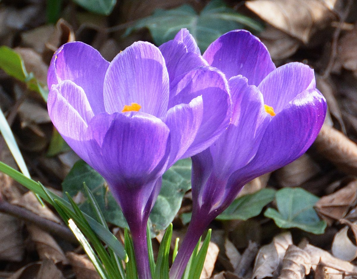 Crocuses at the foot of the Eiffel Tower. #FlowersOnFriday #Paris