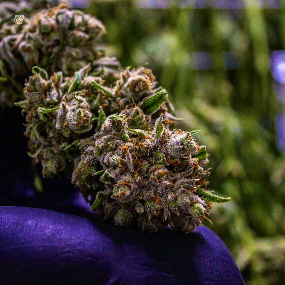 harvests just hit different! Up close and personal to the frosty structure of the staple strain. The smells throughout the farm are immaculate. ⚡️ 👑