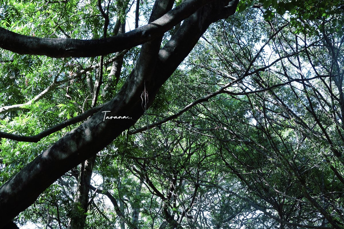 Hello March, 

May you bring magic into everyone's life, just as spring brings beauty to the earth. 🪄

#March2024 #March1st #March #spring #magic #life #India  #perspective #journey #Bangalore  #trees   #WritingCommunity #writing #writingtips #Bengaluru  #hearts #Stories #Peace